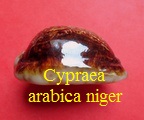 Cypraea arabica niger